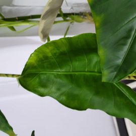 Alocasia Zebrina – frunza noua decolorata si deformata