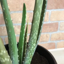 Aloe vera – frunzele au inceput sa capete o culoare maronie