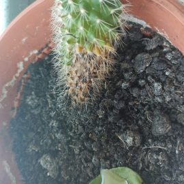 Cactus cu pata maronie la baza