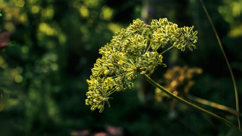 chimen-carum-carvi-ingrijire-cultivare (1)