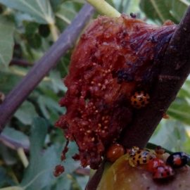 Fructe smochin atacate de insecte