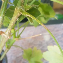 muscate – pete pe partea superioara a frunzei si ceva alb pe partea inferioara