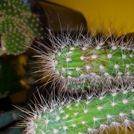 Pete albe cactusi