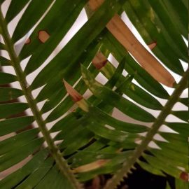 Pete albe pe tulpina si frunzele palmierului