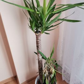 Planta yucca-mucegai