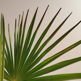 daunatori si tratament palmier