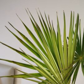 daunatori si tratament palmier