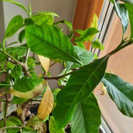 gardenia frunze galbene – cloroza ferica