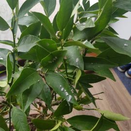 tratament lamai – puf albicios pe frunze