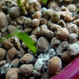 Mucegai alb pe substrat la Mimosa pudica