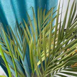 Palmier Areca cu frunze uscate ingrijire
