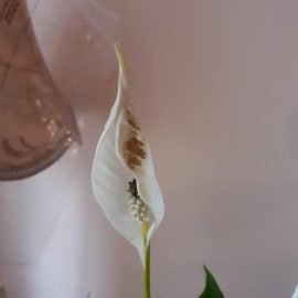 spathiphyllum – Floare cu pete maronii