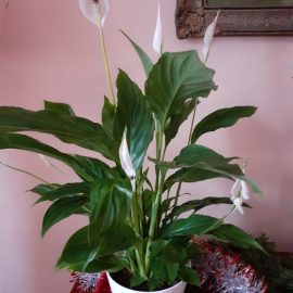 spathiphyllum – Floare cu pete maronii