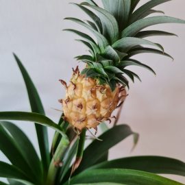 ananas fruct si frunze uscate