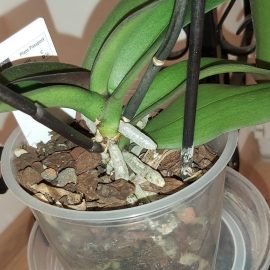 Orhidee – mucegai in substrat