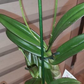 Orhidee – mucegai in substrat