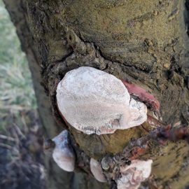 Ciuperca pe scoarta prunului