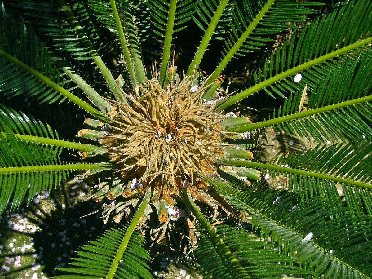 cycas revoluta ingrijire palmieri