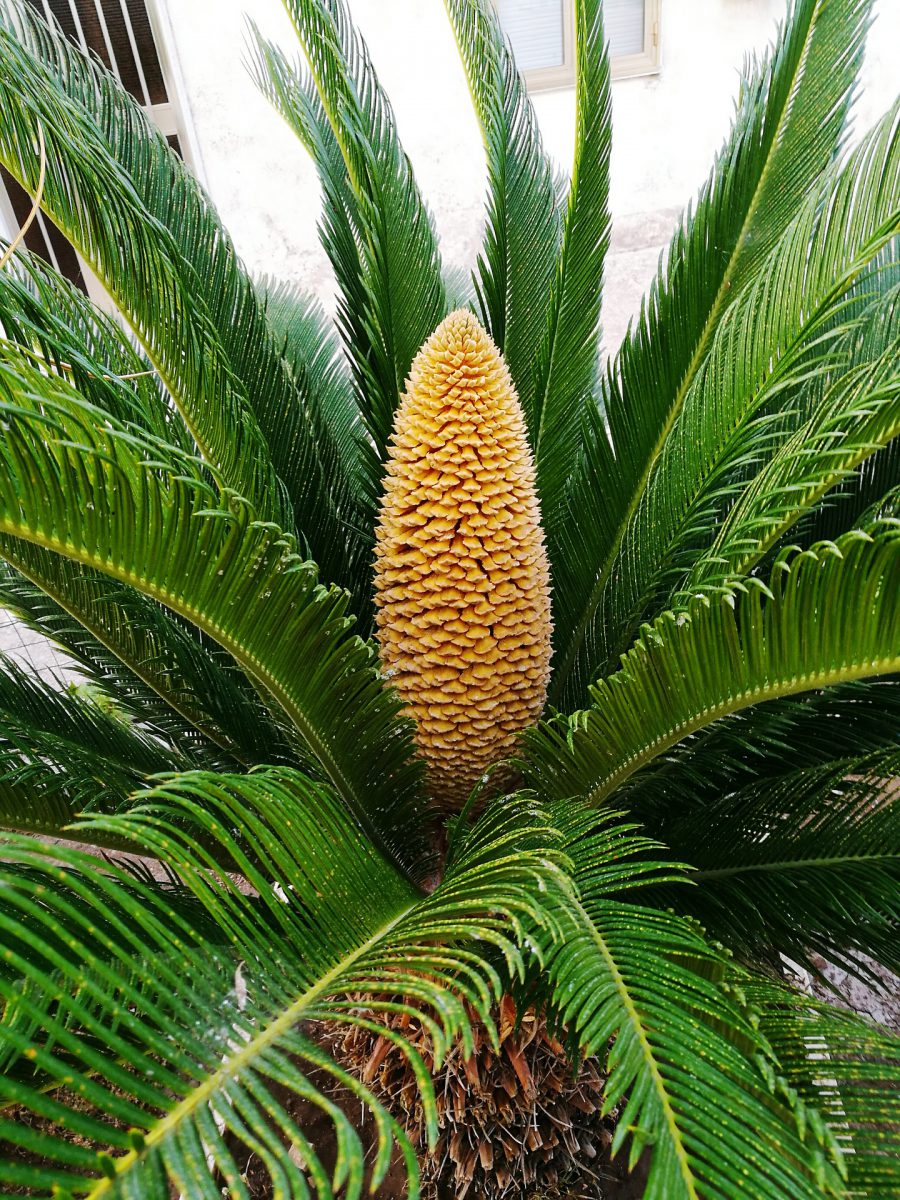 palmieri-cycas-ingrijire
