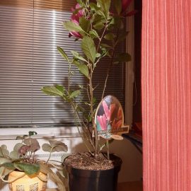 plantare magnolie primavara sau toamna