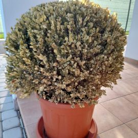 Buxus in ghiveci care s-a uscat
