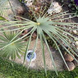 palmier trachycarpus Fortunei plantat in curte