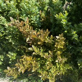 Buxus cu frunze ingalbenite dupa plantare