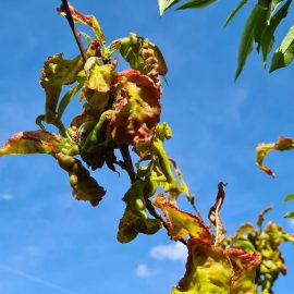 piersic si nectarin – cu ce tratez basicarea frunzelor?