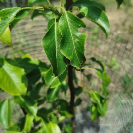 tratament pomi fructiferi – frunze deformate si basicate