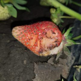 Cum să scap de daunatorii care mănâncă fructele de căpșuni