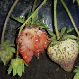 Cum să scap de daunatorii care mănâncă fructele de căpșuni