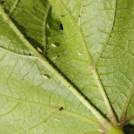 Insecte mici si albe pe frunzele vitei de vie
