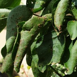 tratament pomi fructiferi columnari – frunze afectate