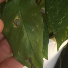 Ce afectiune este aceasta pe frunzele pothosului si cum o pot trata?