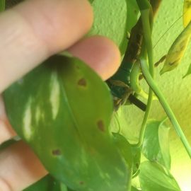 Ce afectiune este aceasta pe frunzele pothosului si cum o pot trata?