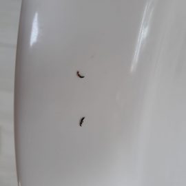insecte gasite in casa asemanatoare cu furnicile