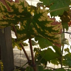 Cu ce pot trata vita de vie altoita, soiul “Perla de Zalla” carora au inceput sa li se usuce frunzele
