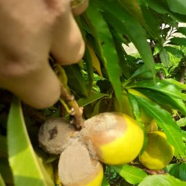Cum tratez putregaiul fructelor de nectarin?