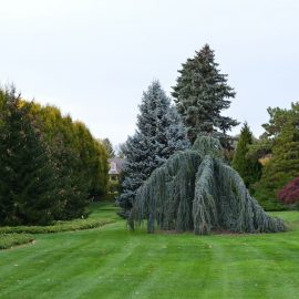 Plan fertilizare arbori si arbusti coniferi