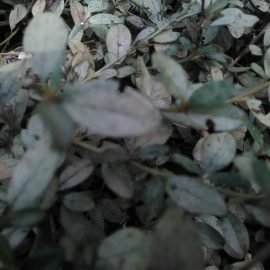Arbust cu frunze albicioase
