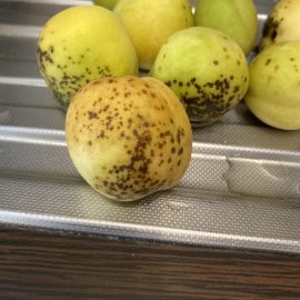 piersic – de ce apar astfel de pete pe fructe?