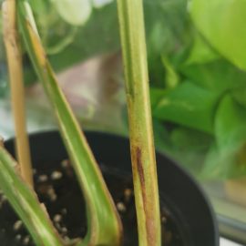 plante de interior – cum sa scap de tripsi, acarieni si paduchi lanosi?