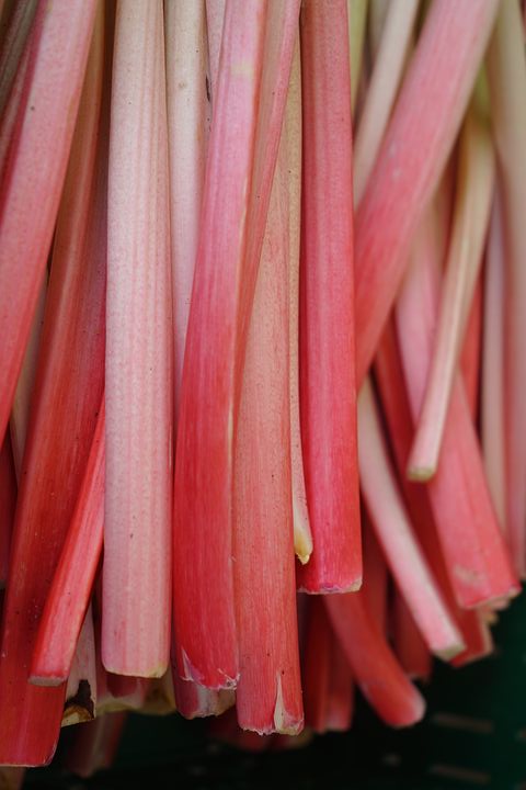 rhubarb-petioli
