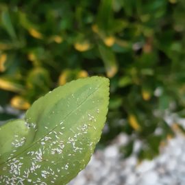 Euonymus cu insecte albe pe frunze
