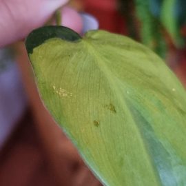 Alocasia Stingray – frunze cu vascozitati