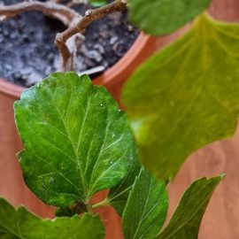 Alocasia Stingray – frunze cu vascozitati