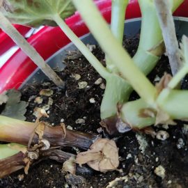 Begonia – tulpina putrezita