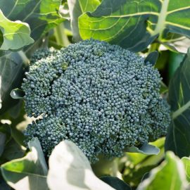 broccoli-cultivare-ingrijire