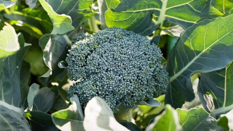 broccoli-cultivare-ingrijire