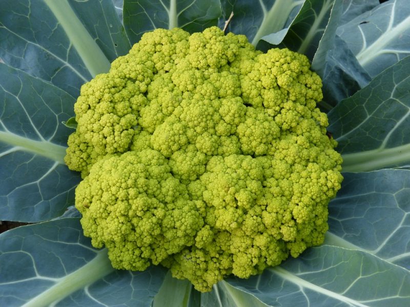 broccoli.